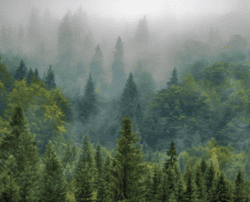 Arbre Developpement Durable