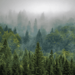 Arbre Developpement Durable